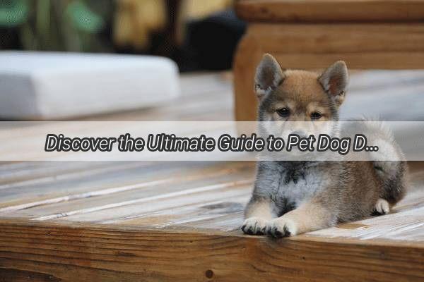 Discover the Ultimate Guide to Pet Dog Delivery Services in Fengdu Safe and Comfortable Journeys Awaits Your Furry Friend